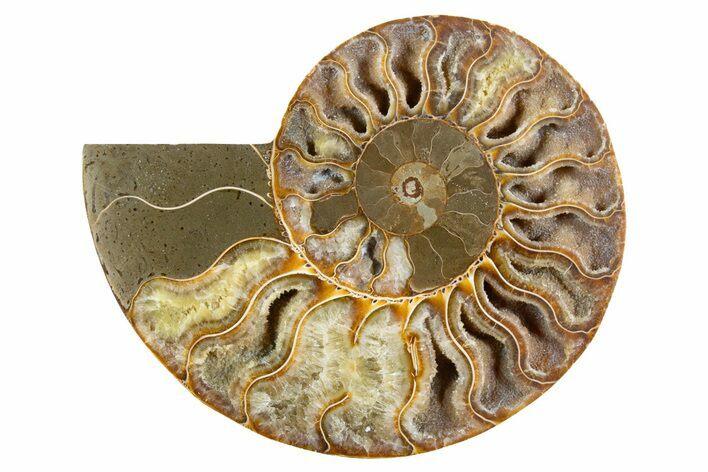 Cut & Polished Ammonite Fossil (Half) - Deep Crystal Pockets #345997